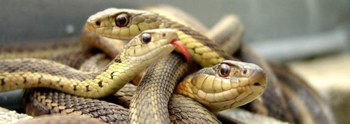 serpent